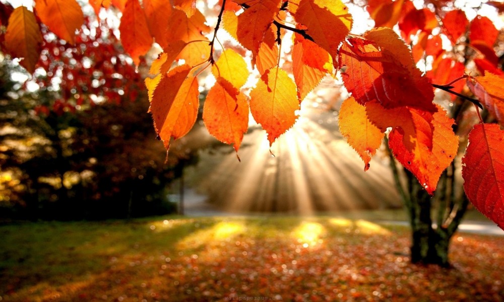 House Cleaning Tasks Perfect for Fall House Cleaning Tasks Perfect for Fall