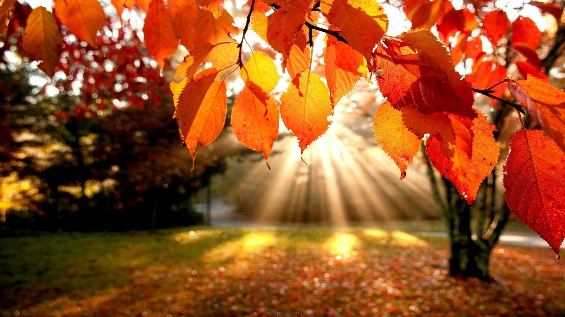 Fall House Cleaning