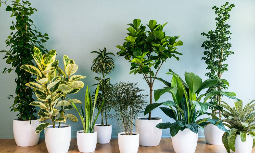 Green Maid Services Help Make Your Home Eco Friendly Green Maid Services Help Make Your Home Eco Friendly