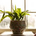 5 House Plants That Will Improve Your Home’s Air Quality
