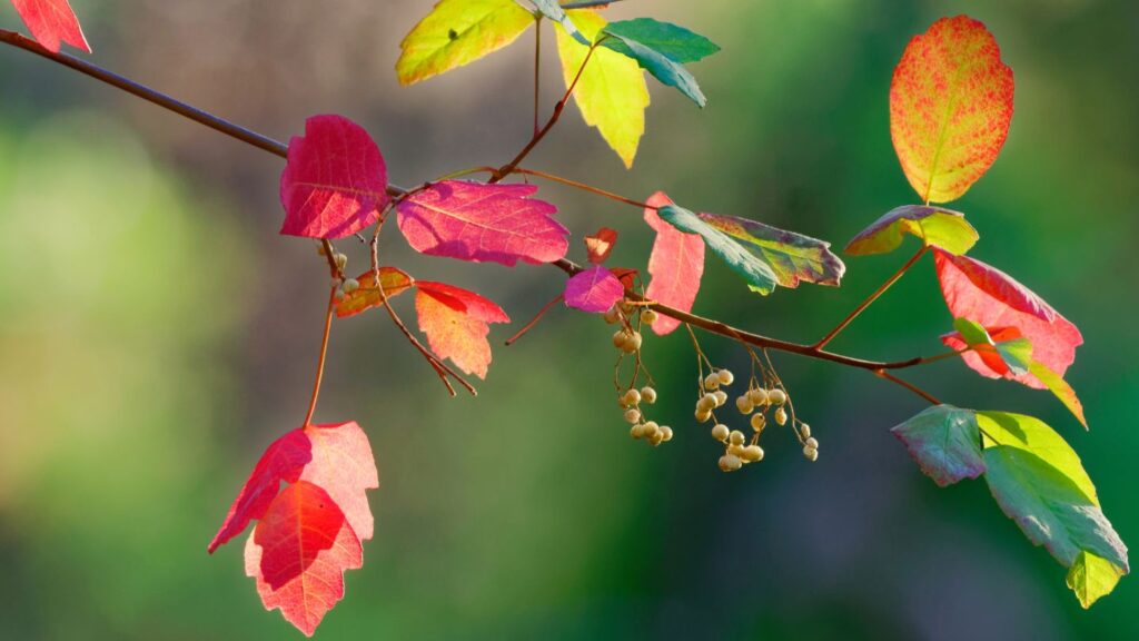 Fall Home Cleaning Tips