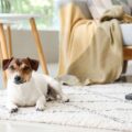 Deep Cleaning Tips for Pet Hair, Fleas, and Couch Care