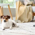 Step-by-Step Deep Cleaning Tips in San Diego California: Pet Owners, Flea Control, and Couch Care